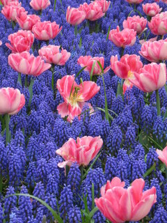 Keukenhof Gardens